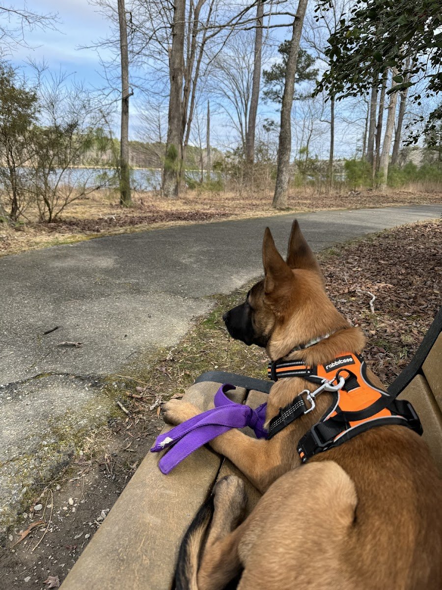 Cavalier K9 - Photo 2