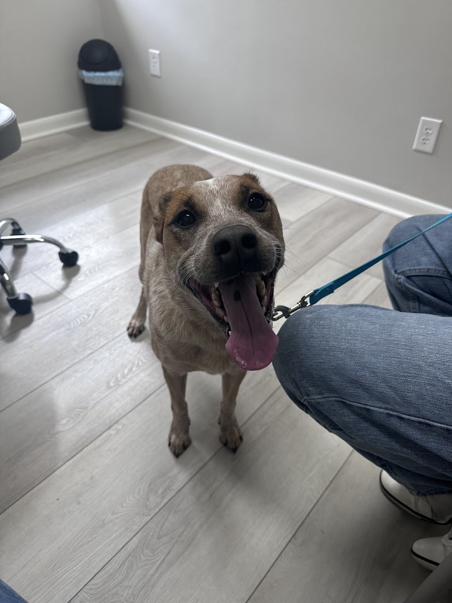 Ally Urgent Veterinary Care - Photo 2