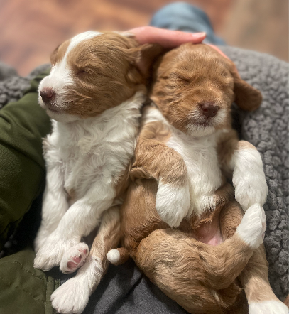 Sweet Tea Australian Labradoodles