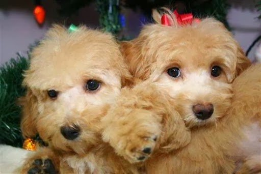 JA-Pens Grooming Salon - Photo 2