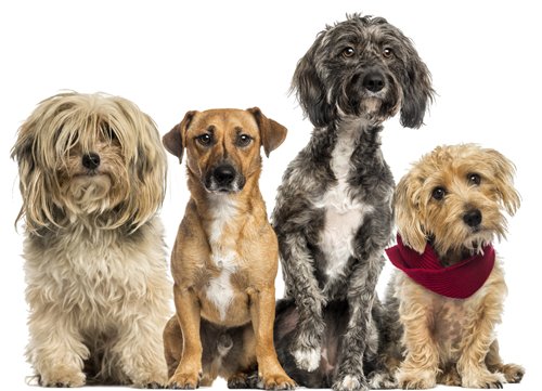 Muddy Buddy - Pet Wash & Grooming - Photo 2