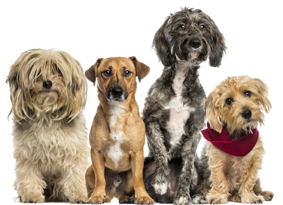 Muddy Buddy - Pet Wash & Grooming