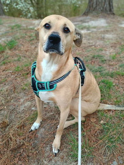 Stable Hands Pet Care and Services