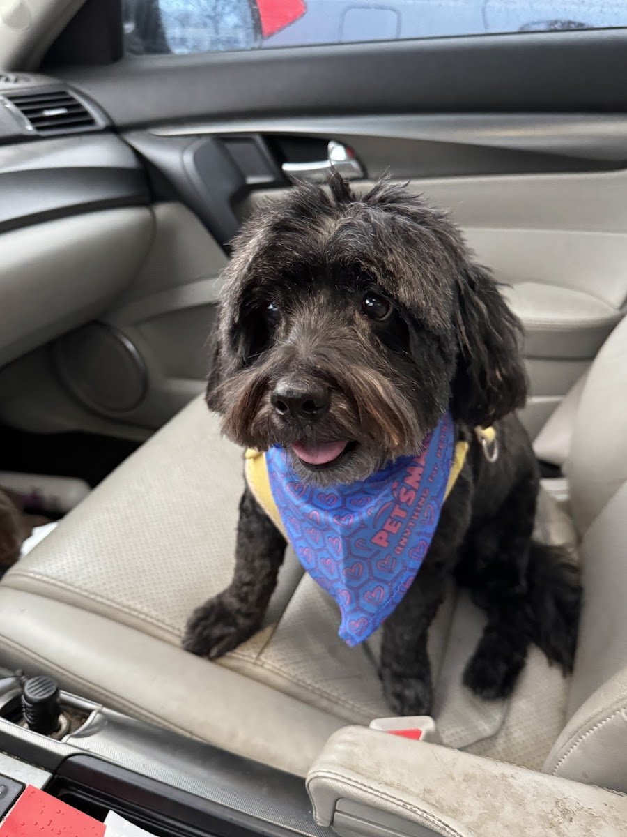 PetSmart Grooming - Photo 2