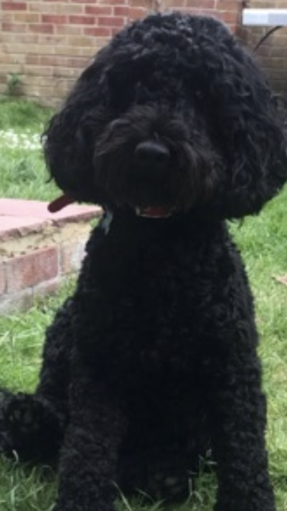 Doogles Dog Grooming - Pet Shop in Colchester