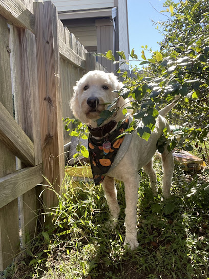 Dog Sitting Virginia Beach