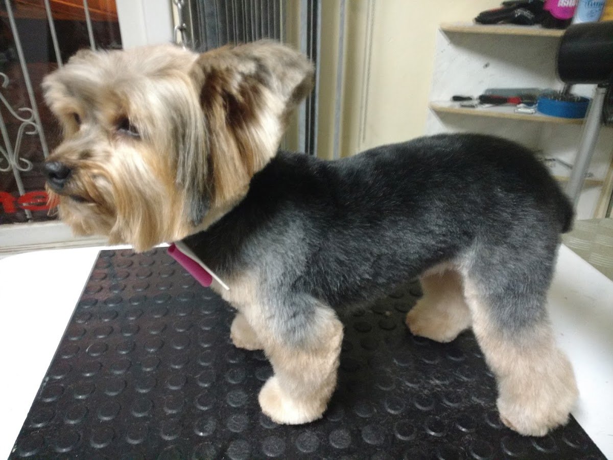 AMIGO PET Estética Aninal