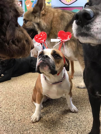 Fur'st Choice Doggie Daycare