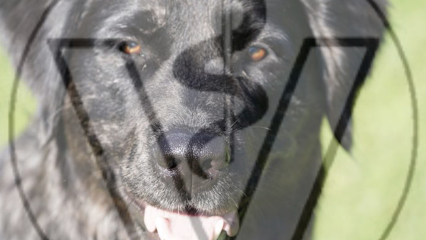 Catharina Helmke Tierärztin