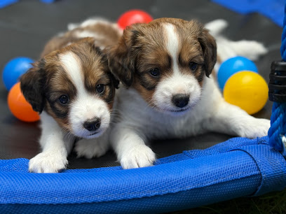 Berliner Pfötchen - Silvia Braun