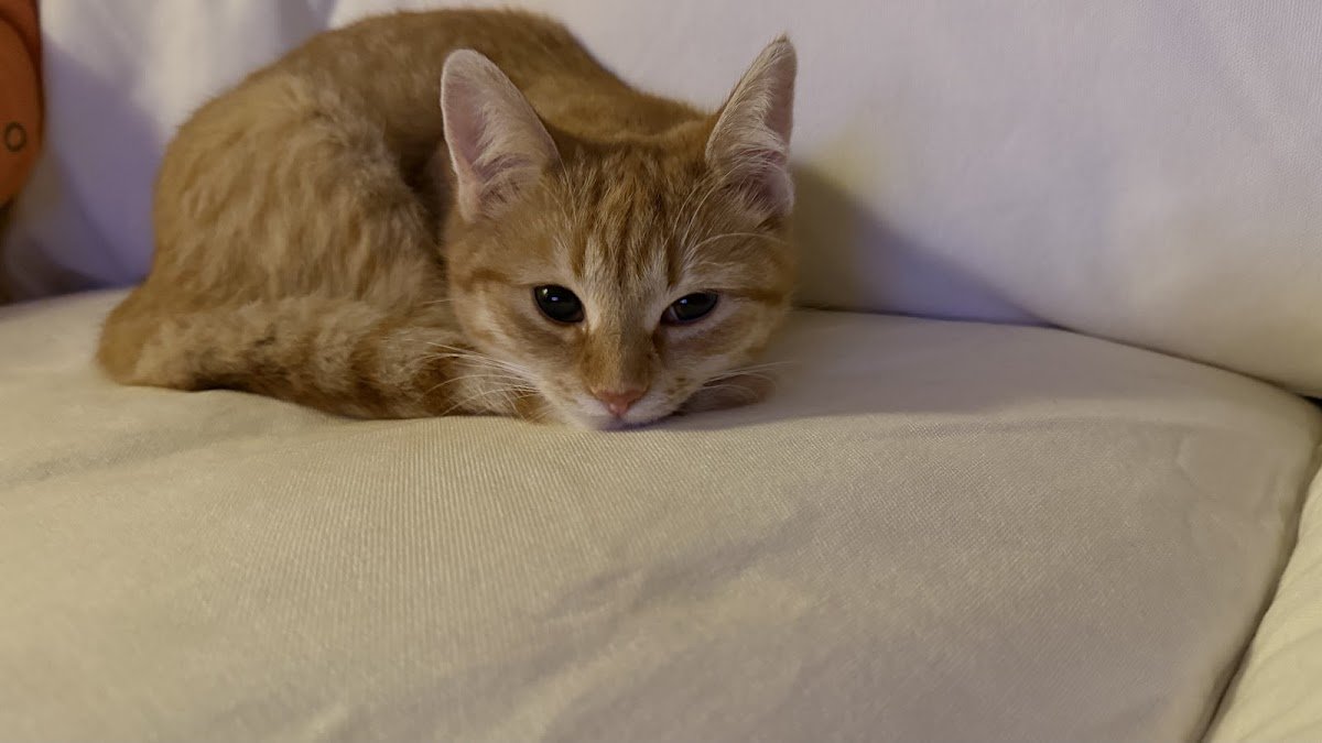 Praxis Tierzuliebe - Foto 2
