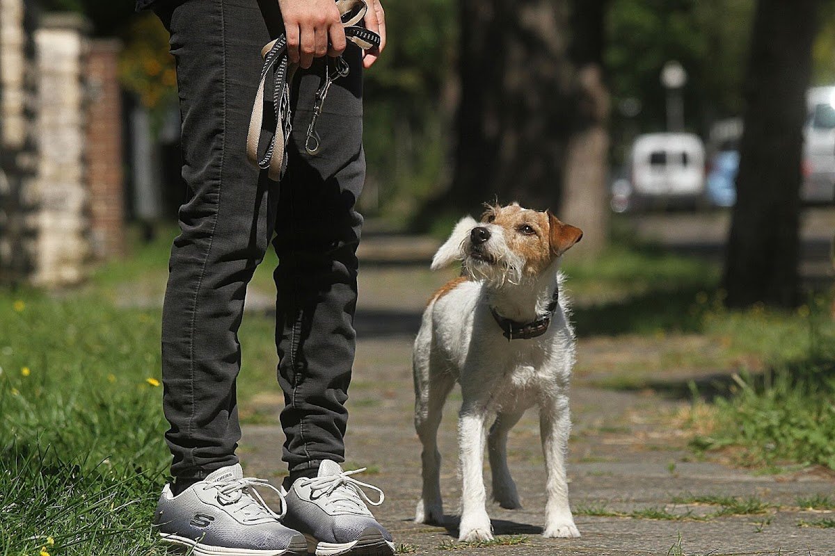 Hundezentrum Heiduk - Foto 2