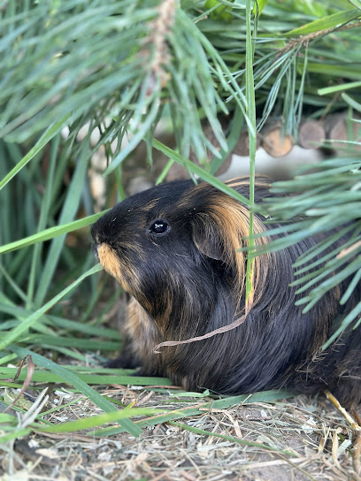 Tierarztpraxis Dr. Christian Koch