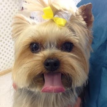 Canine Cloud 9 - Photo 2