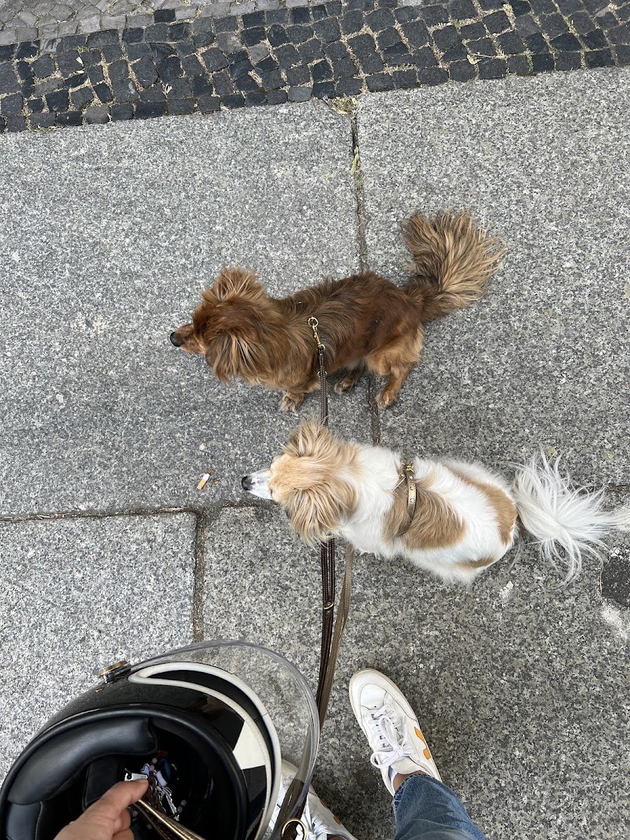 Hundetherapie 24 - Foto 2