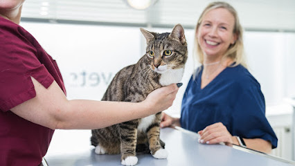 Tierarzt Berlin, vets for cats Berlin - Tierarztpraxis für Katzen