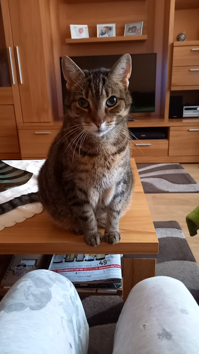 Oliviero Lombardi Tierarzt