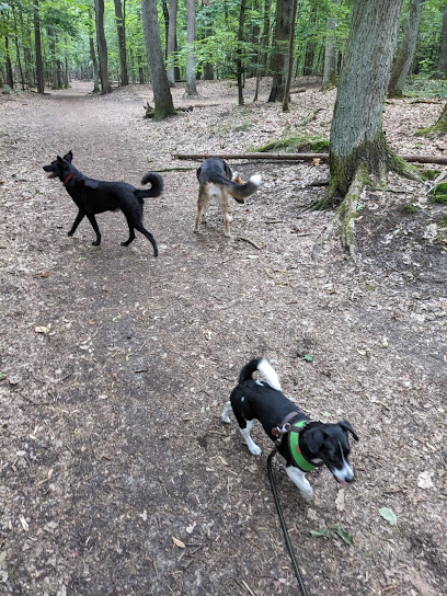 Berliner Tierdroschke
