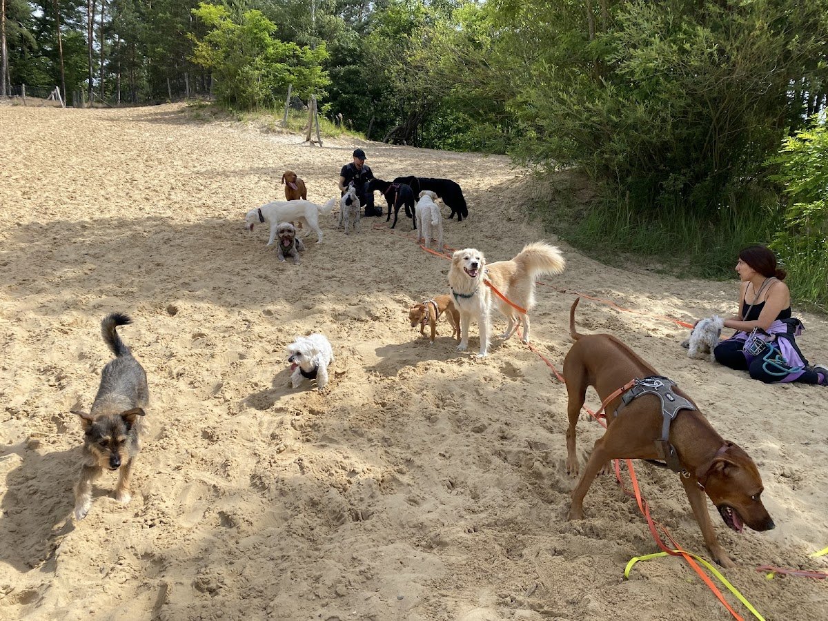 Dogsitter Berlin - Hundeservice - Foto 2