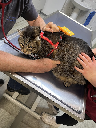 Kleintierpraxis Flidais-Vet Kreuzberg