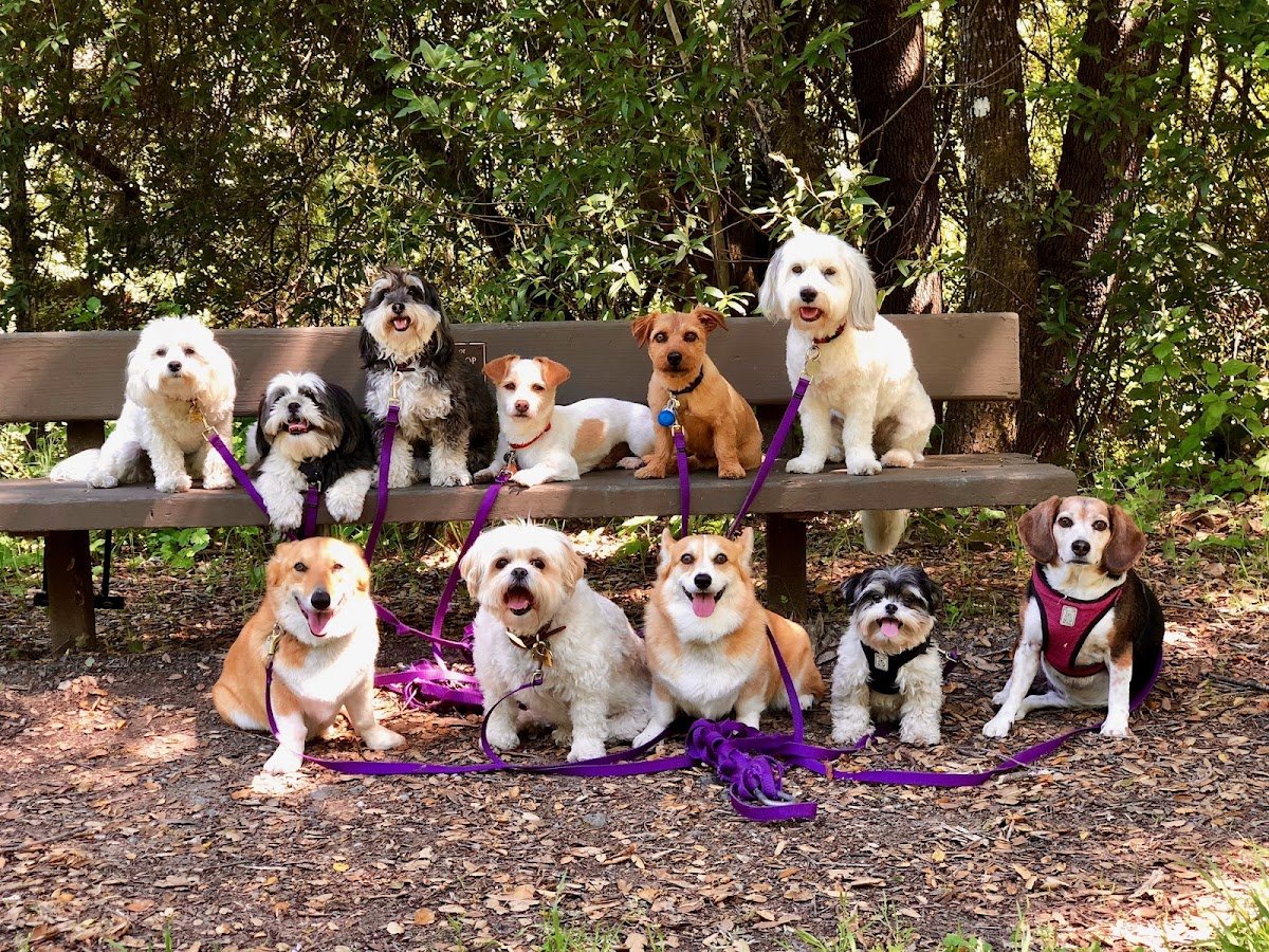 Fit Dog Theory - Photo 2