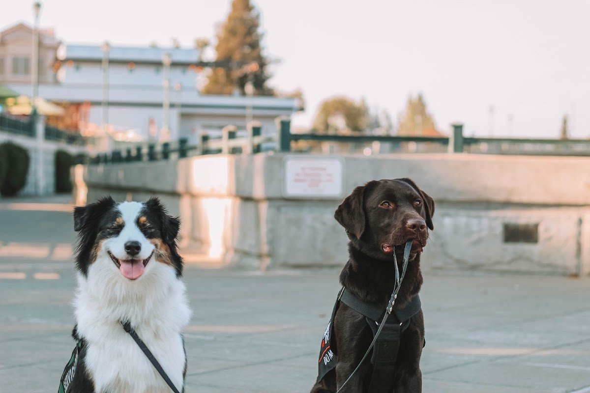 Sunflower Canine Services - Photo 2