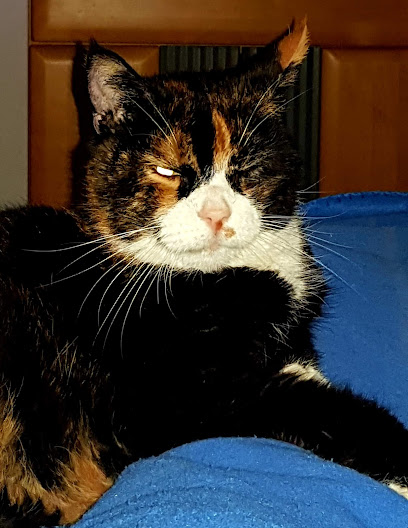 Dagmar Walther prakt. Tierärztin