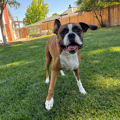 Luna Pet Sitters + Dog Walkers