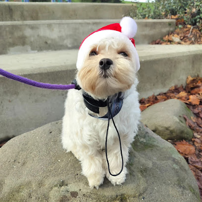 The Dog Wizard - Dog Training Walnut Creek