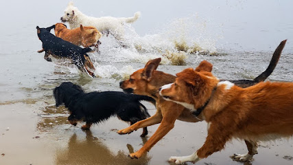 Hundebetreuung Strandrudel