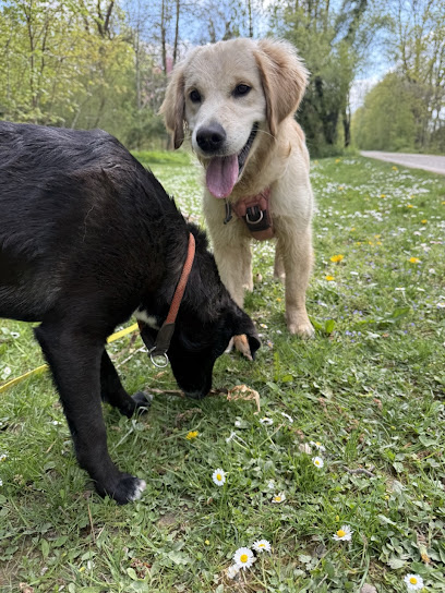 Holly's Friends Hundebetreuung München - Tierhandlung in München