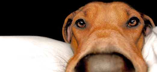 Ihre Hundeschule in München - Hunderudel München