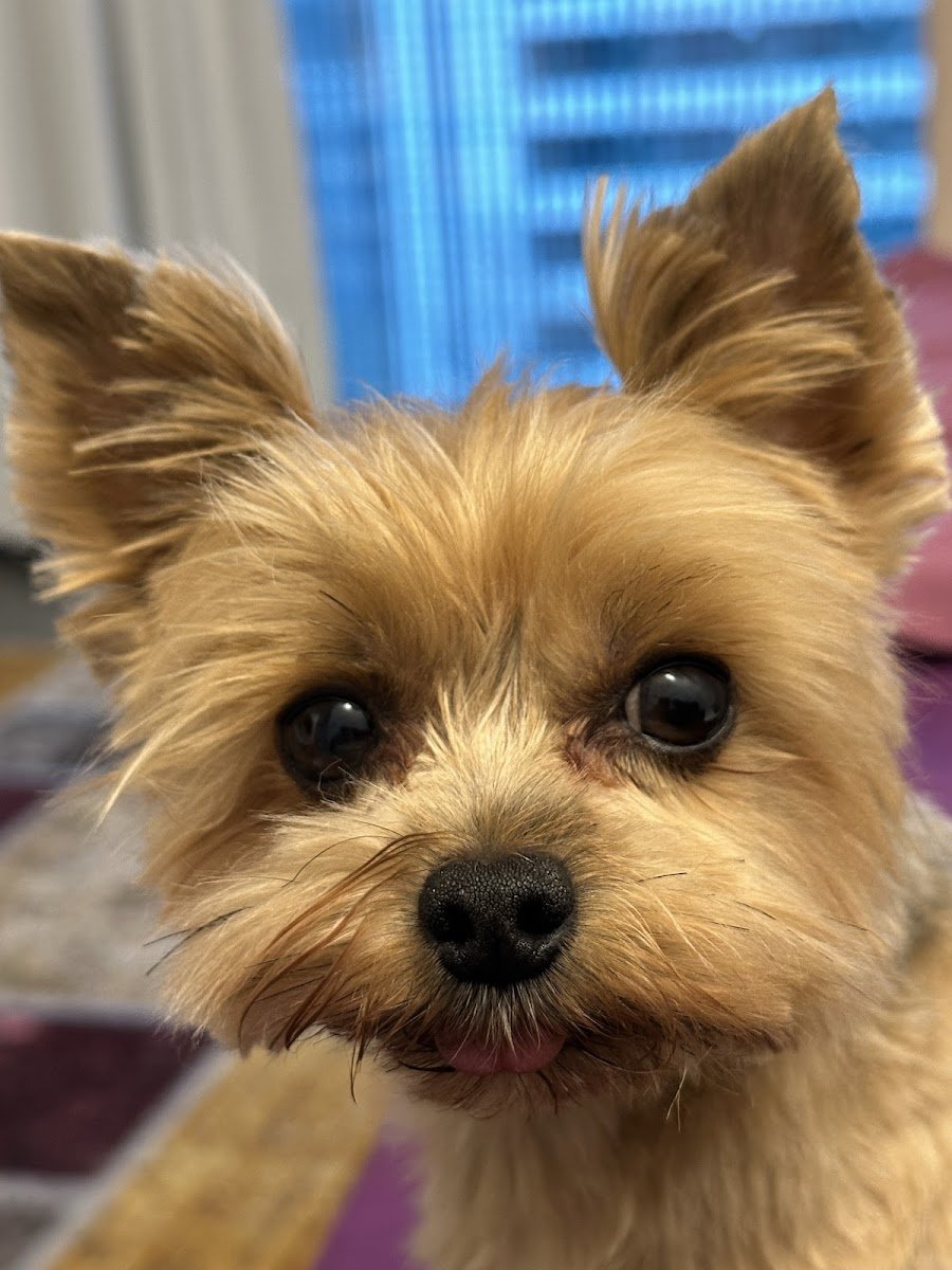 Hundesalon Popp - Foto 2