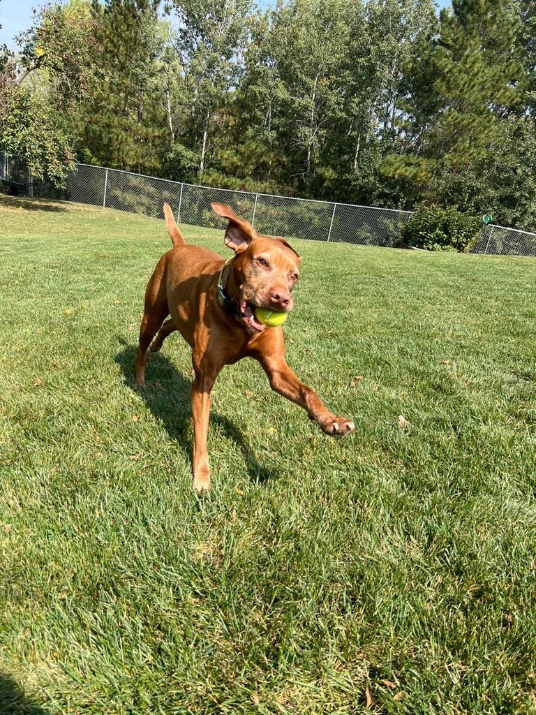 Britts Buddies Pet Sitting LLC - Photo 2