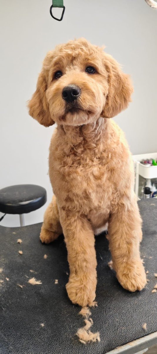 Hundesalon Jacky - Foto 2