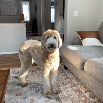 Brookview Pet Grooming