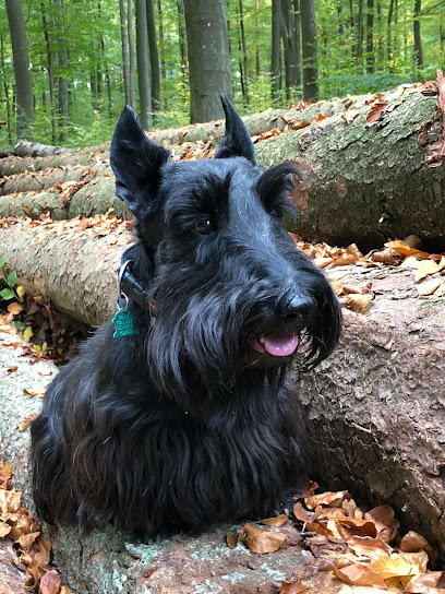 charlies crew Hundebetreuung München