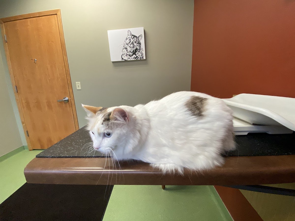 Lake Harriet Veterinary - Photo 2