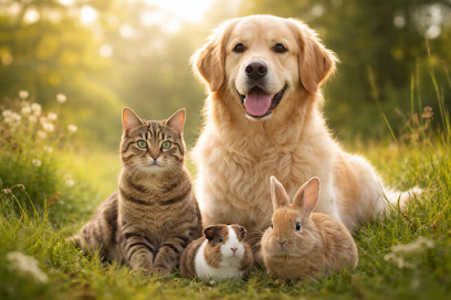 Fellix Balance - mobile Tierheilpraxis Nadine Wiener