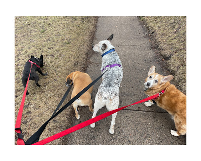 Twin Tails︱Dog Walking & Pet Sitting