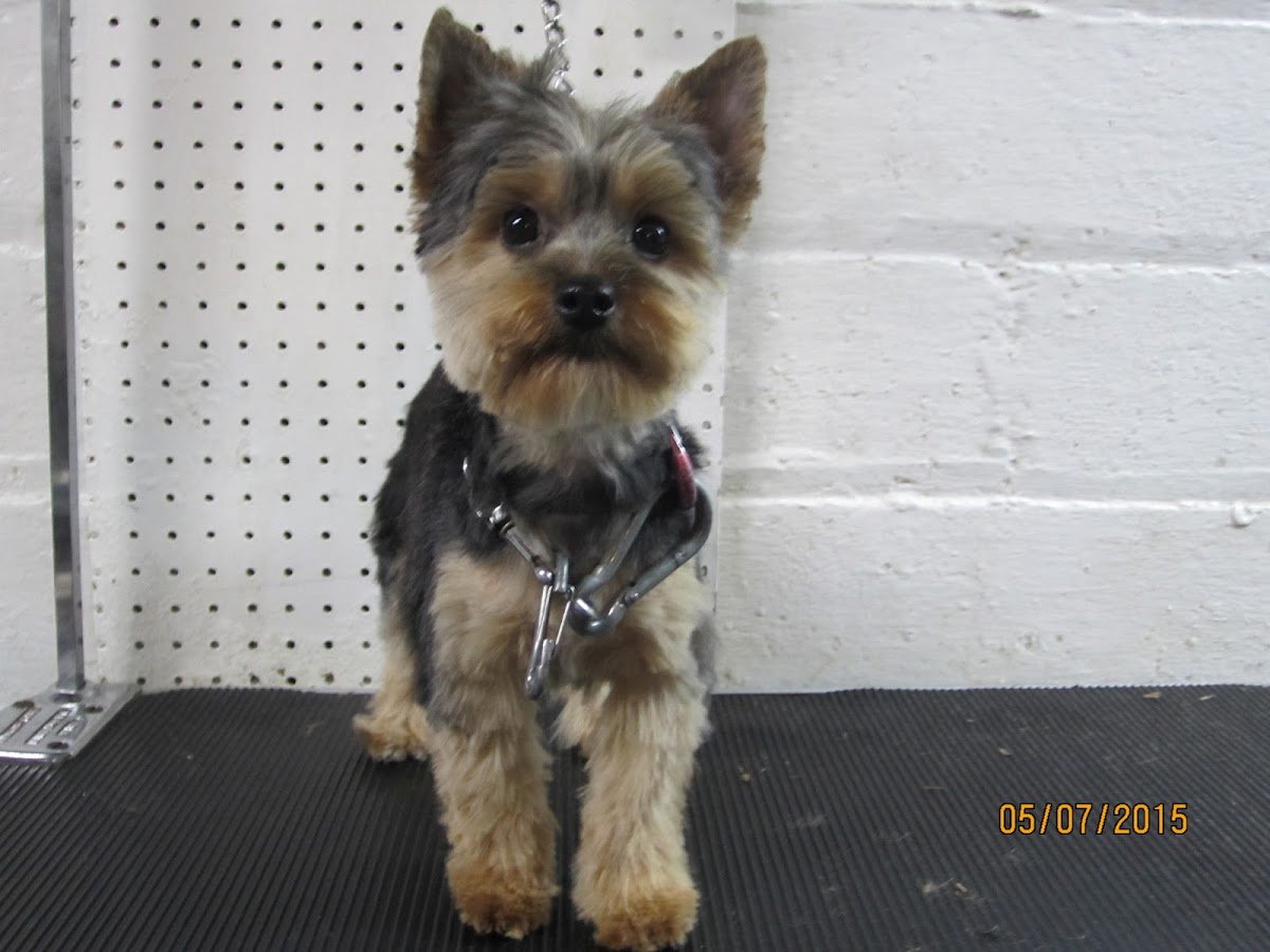 Elaines Grooming - Photo 2