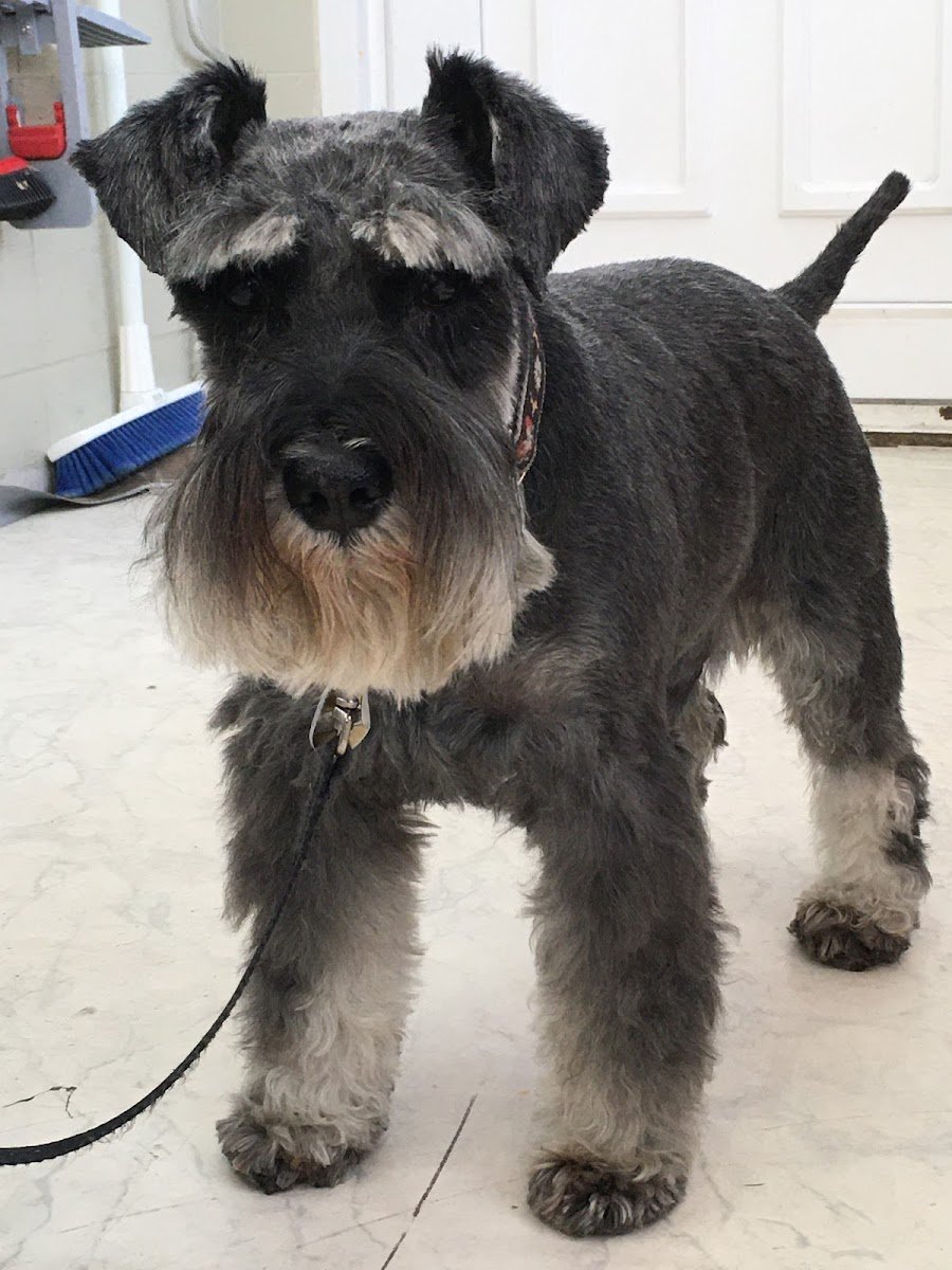 Hundesalon Rundumsfell München - Foto 2