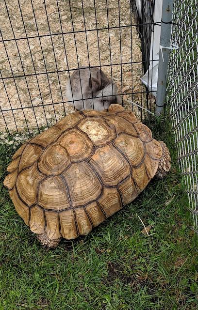 Skyview Ranch Kennels