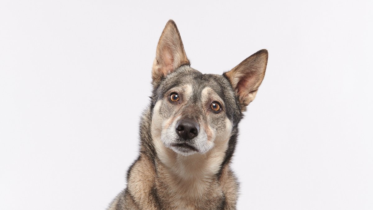 For The Dogs - Photo 2