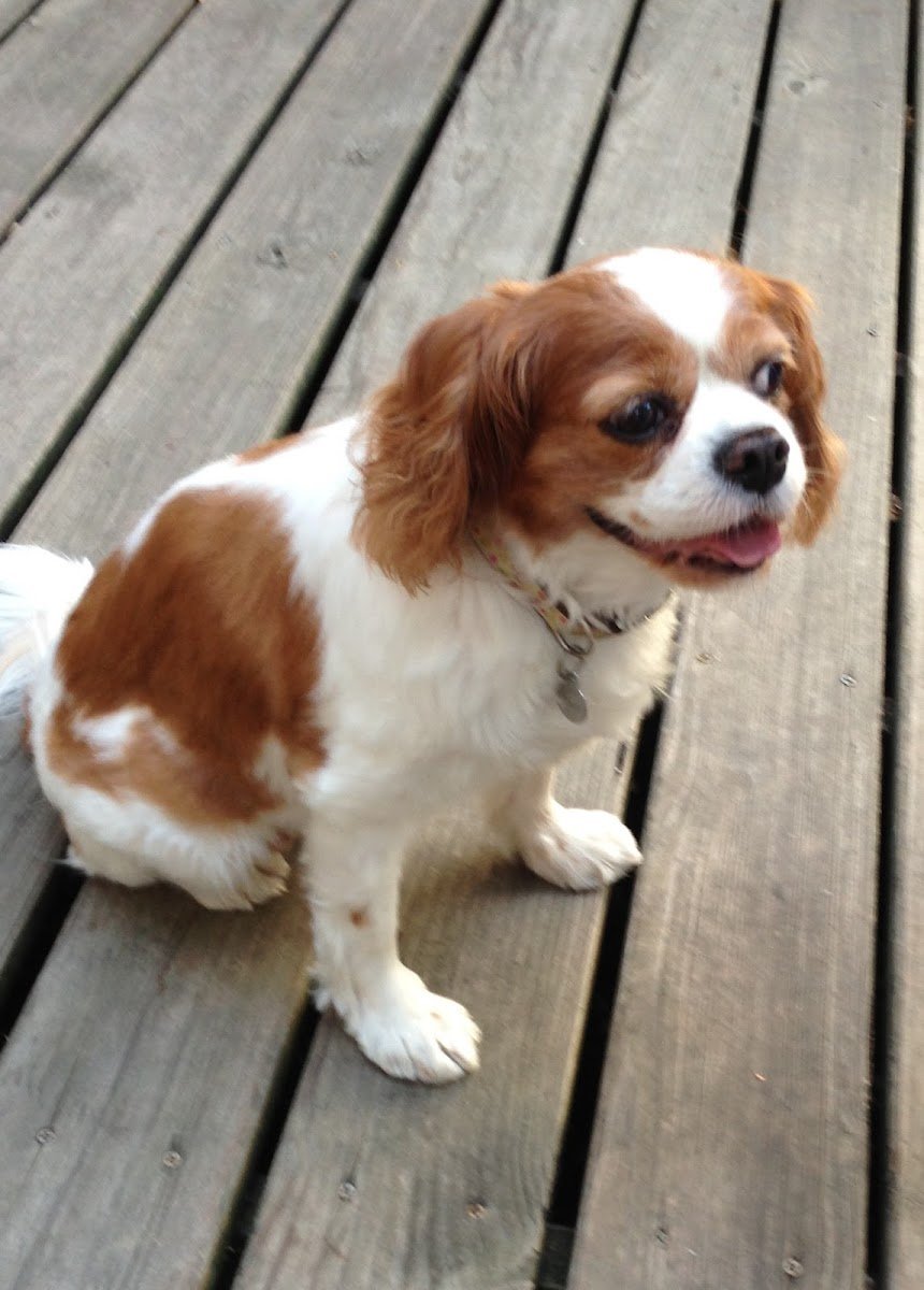 Paws Massage and Pet Sitting - Photo 2
