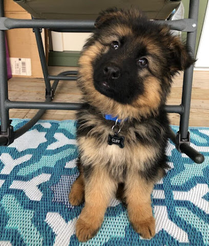 Steven J. Olson, DVM