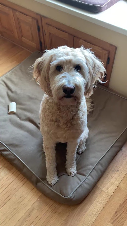 Whiskers To Tails Petsitting