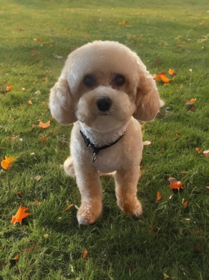 Still Waters Pet Grooming