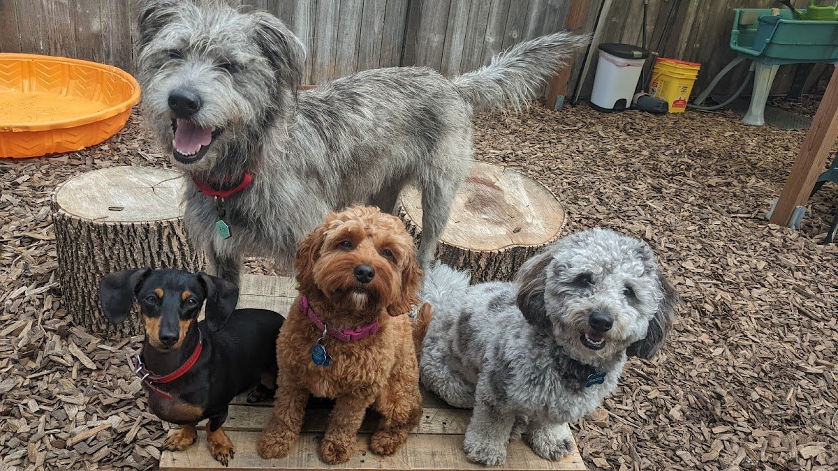 Siriusly Smart Dog Training - Photo 2