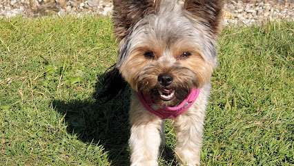 4 Beiner Hundesalon (Hundefriseur)